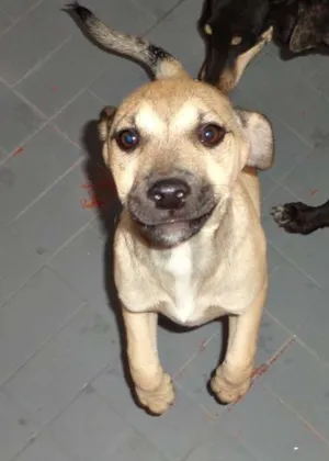Cachorro raça SRD idade 2 a 6 meses nome Coxinha, 4 meses, p