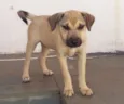 Coxinha, 4 meses, p