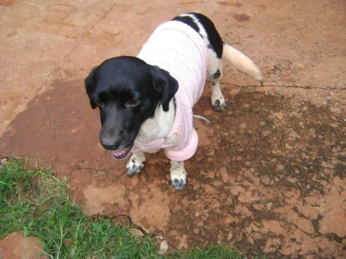 Cachorro ra a  idade 2 anos nome --