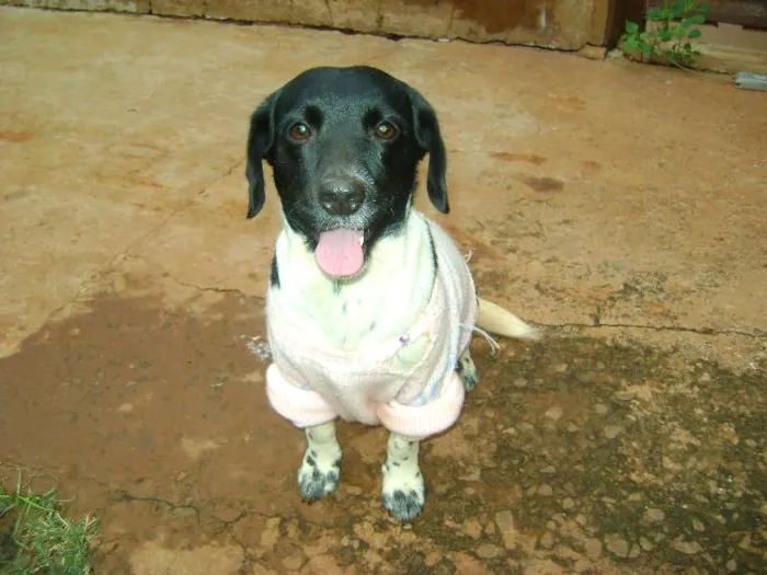 Cachorro ra a  idade 2 anos nome --