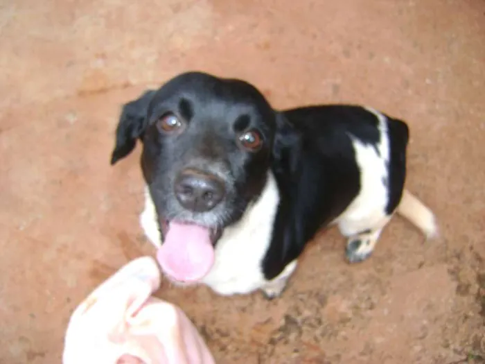Cachorro ra a  idade 2 anos nome --