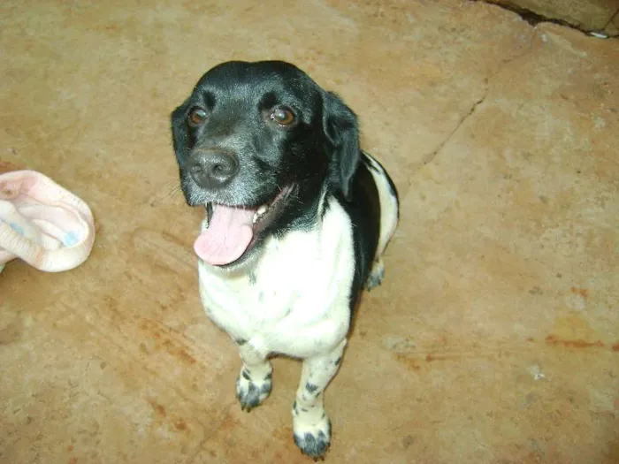 Cachorro ra a  idade 2 anos nome --