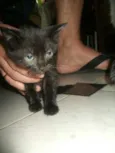 pretinha,ninha,muri
