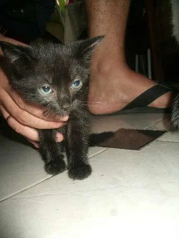Gato raça SRD idade 2 a 6 meses nome pretinha,ninha,muri