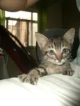 pretinha,ninha,muri