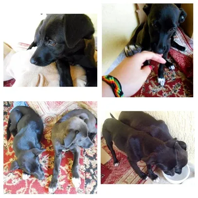 Cachorro ra a Vira-lata idade 2 a 6 meses nome Felicity e Fany