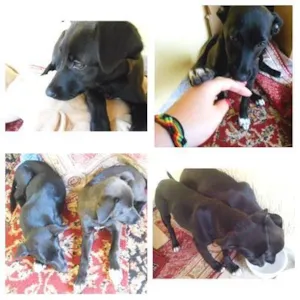 Cachorro raça Vira-lata idade 2 a 6 meses nome Felicity e Fany