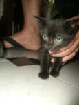 pretinha,ninha,muri