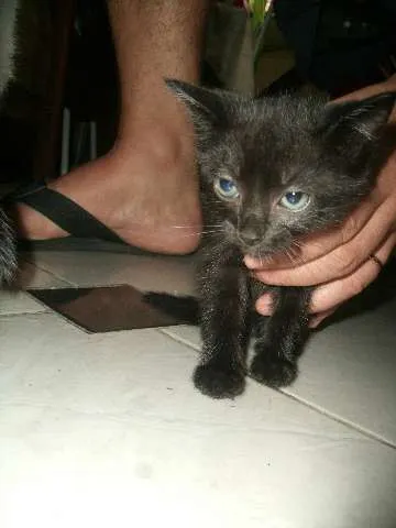 Gato raça SRD idade 2 a 6 meses nome pretinha,ninha,muri