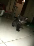 pretinha,ninha,muri