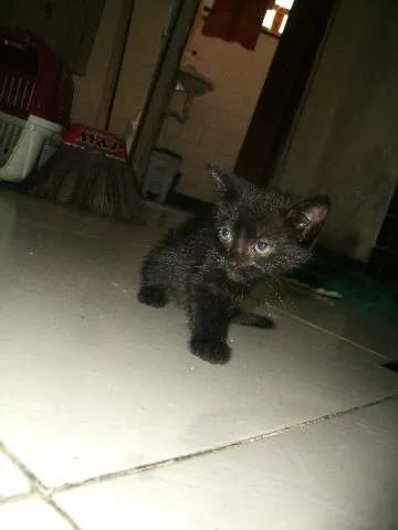 Gato raça SRD idade 2 a 6 meses nome pretinha,ninha,muri