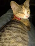 Nina