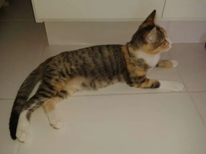 Gato ra a SRD idade 2 a 6 meses nome Nina