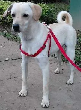 Cachorro ra a SRD idade 7 a 11 meses nome Gigio