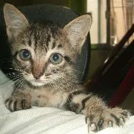 Gato raça SRD idade 2 a 6 meses nome pretinha,ninha,muri