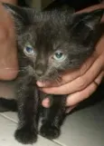 pretinha,ninha,muri