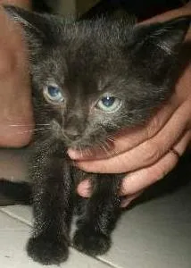 Gato raça SRD idade 2 a 6 meses nome pretinha,ninha,muri