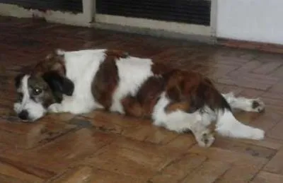 Cachorro ra a SRD idade 5 anos nome ODDY