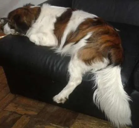 Cachorro ra a SRD idade 5 anos nome ODDY