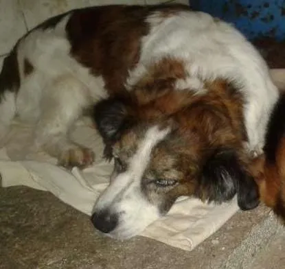 Cachorro ra a SRD idade 5 anos nome ODDY