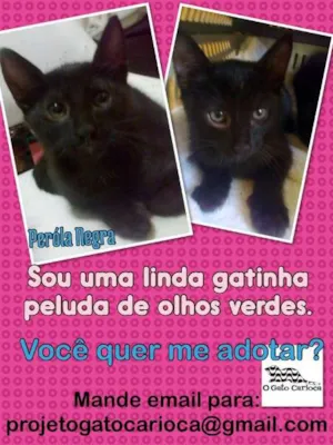 Gato raça SRD idade 2 a 6 meses nome PÉROLA NEGRA