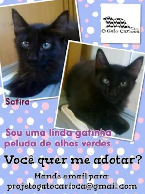 Gato raça SRD idade 2 a 6 meses nome SAFIRA