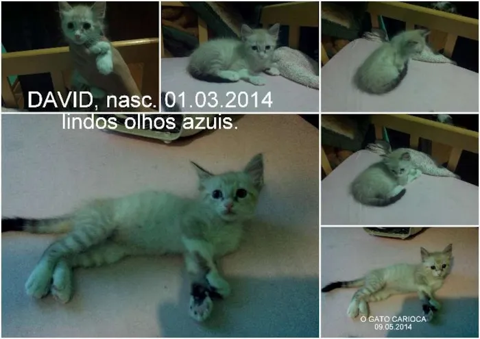 Gato raça SRD idade 2 a 6 meses nome DAVID
