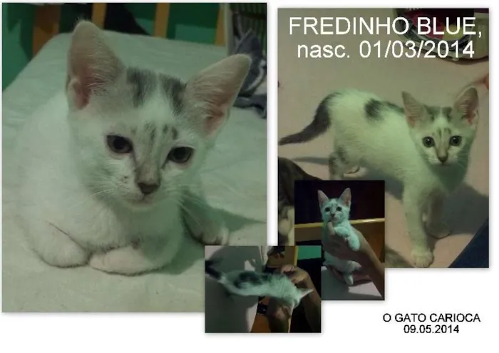 Gato raça SRD idade 2 a 6 meses nome FRED BLUE