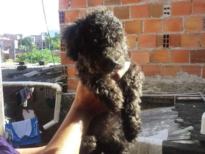 Cachorro ra a Poodle idade 2 a 6 meses nome lara