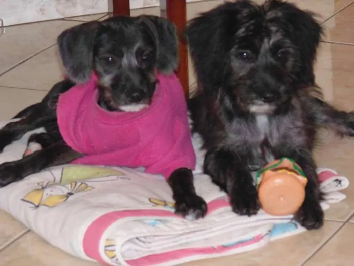 Cachorro ra a SRD idade 2 a 6 meses nome sem nome