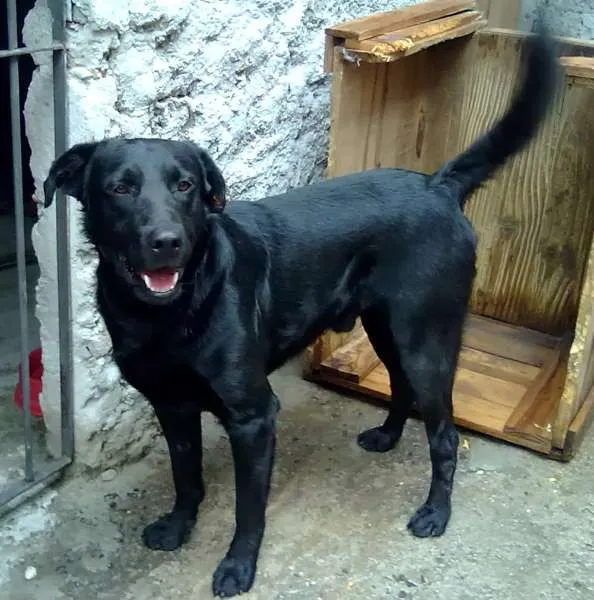 Cachorro ra a SRD idade 4 anos nome Rufo