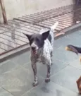 Cachorro raça SRD idade 5 anos nome Costela