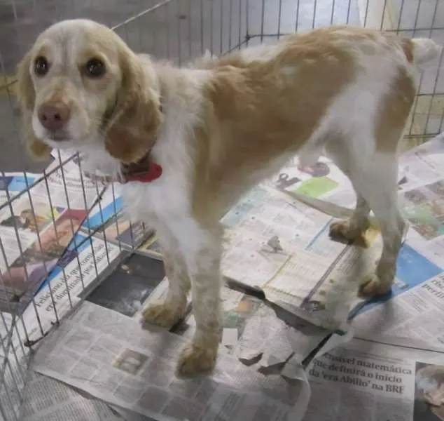 Cachorro raça MIX COCKER idade 4 anos nome Fredinho