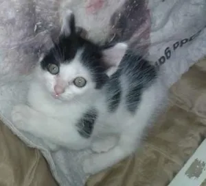 Gato raça Vira Lata idade 2 a 6 meses nome Clara