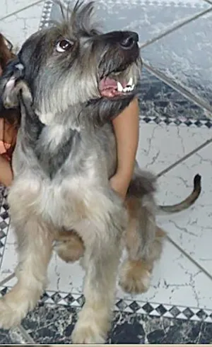 Cachorro raça Shnauzer (parecido) idade 3 anos nome Boris