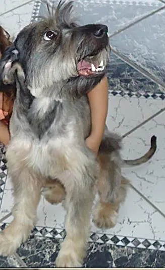 Cachorro ra a Shnauzer (parecido) idade 3 anos nome Boris