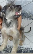 Boris