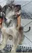 Cachorro raça Shnauzer (parecido) idade 3 anos nome Boris