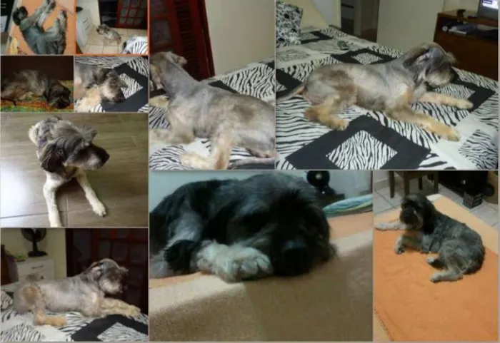 Cachorro ra a Shnauzer (parecido) idade 3 anos nome Boris