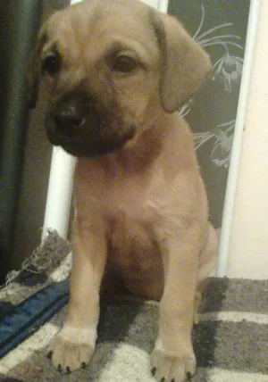 Cachorro raça SRD idade Abaixo de 2 meses nome Brunela
