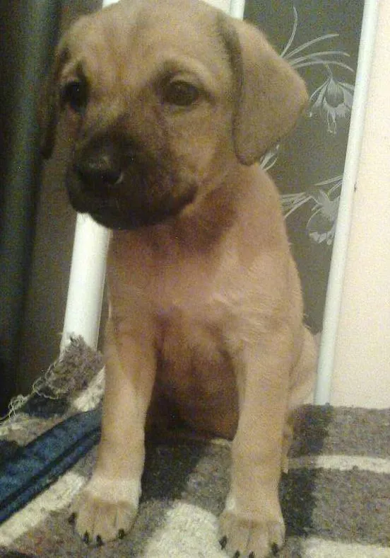 Cachorro ra a SRD idade Abaixo de 2 meses nome Brunela
