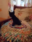Gatinhos Fofos