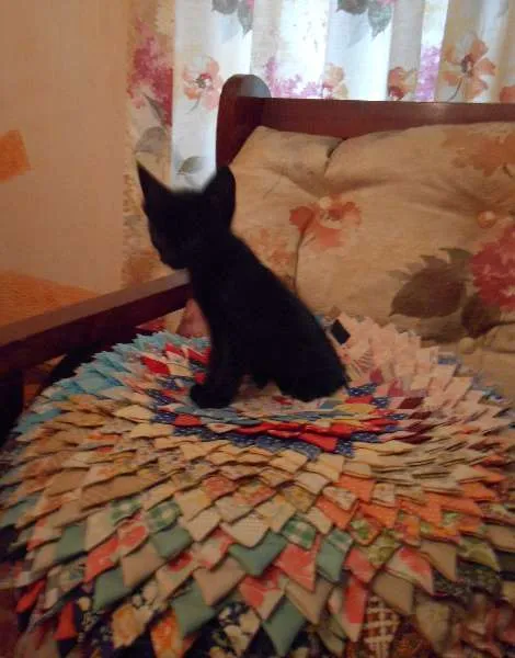 Gato ra a indefinida idade 2 a 6 meses nome Gatinhos Fofos
