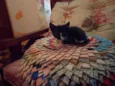 Gatinhos Fofos