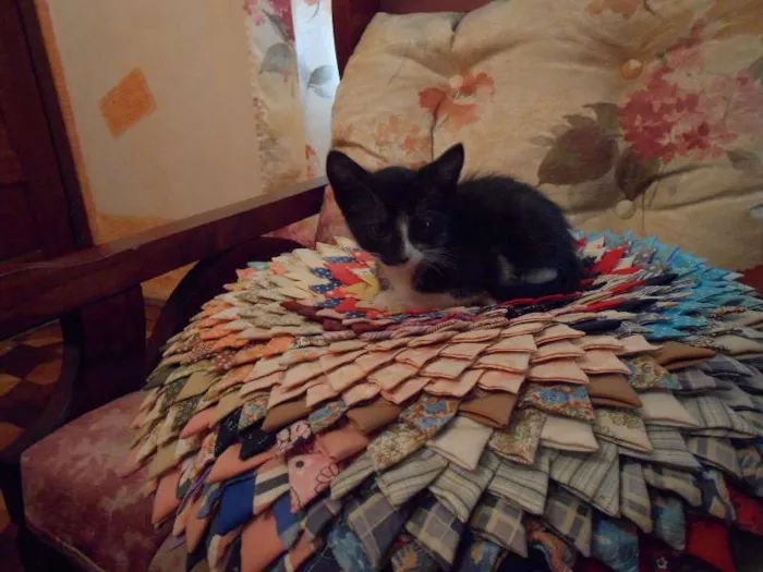 Gato ra a indefinida idade 2 a 6 meses nome Gatinhos Fofos