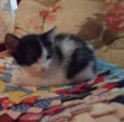 Gatinhos Fofos