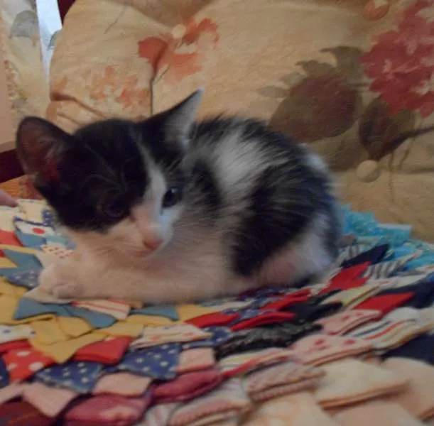 Gato ra a indefinida idade 2 a 6 meses nome Gatinhos Fofos