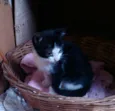 Gatinhos Fofos