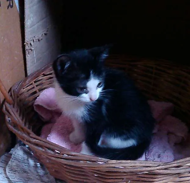 Gato ra a indefinida idade 2 a 6 meses nome Gatinhos Fofos