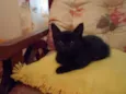 Gatinhos Fofos